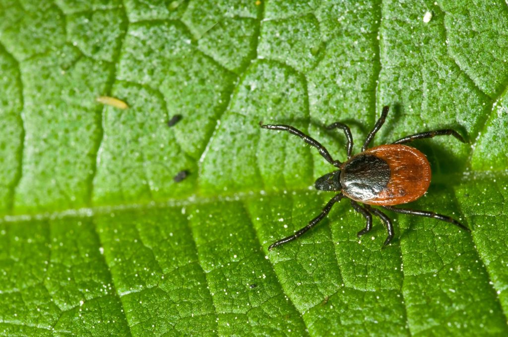 how physical therapy can help patients with lyme disease uncategorized